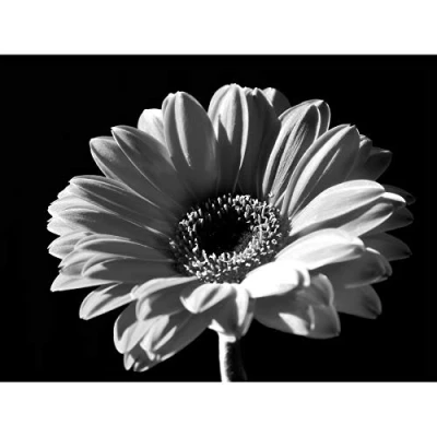Image of Wee Blue Coo Black White Gerbera Flower Bloom Photo Art Picture Canvas Print
