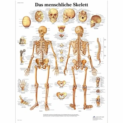 Image of 3B Scientific Laminated Chart The Human Skeleton [German Language]