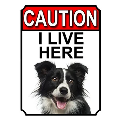 Image of CAUTION I LIVE HERE METAL GATE SIGN BORDER COLLIE THEME 200MM X 150MM (1381H1)