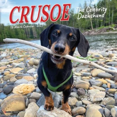 Image of Crusoe the Celebrity Dachshund 2025 Mini