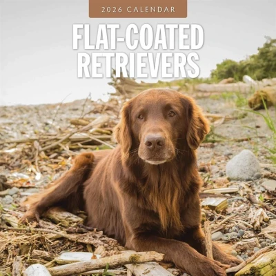 Image of Flat Coated Retrievers Calendar 2026