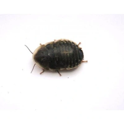 Image of The Mealworm Company LIVEFOODS DIRECT Medium Dubia Cockroaches Tub of 10 12 20mm