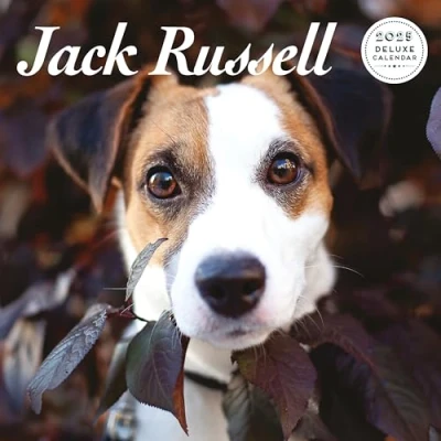 Image of Jack Russell 2025 Deluxe Calendar