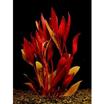 Image of Alternanthera sessilis 1 bunch Live aquarium plant