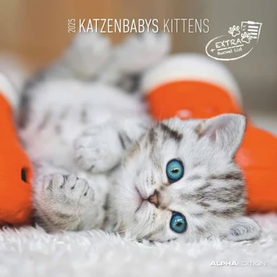 Image of Katzenbabys 2025 Broschürenkalender 30x30 cm (30x60 geöffnet) Kalender mit Platz für Notizen Wandkalender Wandplaner Katzenkalender: by Sabine Rath