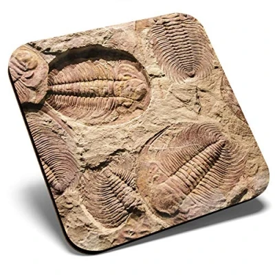 Image of Great Single Coaster Square Fossil Trilobite Dinosaur Glossy Quality Coasters Tabletop Protection for Any Table Type #45062