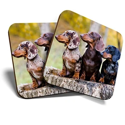 Image of 2 x Square Coasters Dachshund Trio Dogs Puppies Cork Backed Home Kitchen Accessory Tea Coffee Mug Mat #44830
