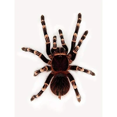 Image of Wee Blue Coo Redknee Tarantula Spider Arachnid Art Print Poster Wall Decor 12X16 Inch