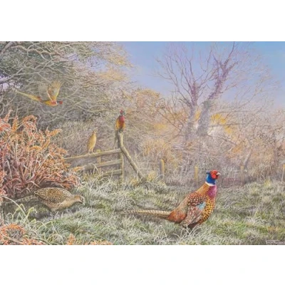 Image of Pheasant Christmas Card. Diamond Dawn by Dick Twinney Sustainable Wildlife Greeting Card (5x7 inches)