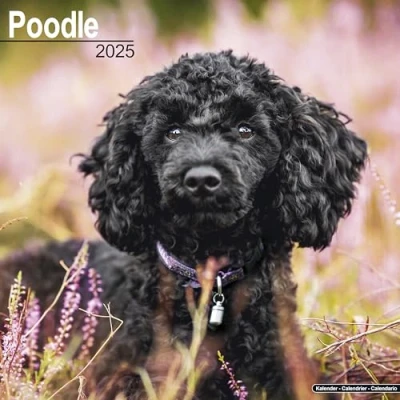 Image of Poodle 2025 Square Wall Calendar Dog Breed Calendar: Original Avonside Kalender [Mehrsprachig] [Kalender]