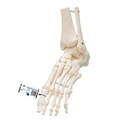 Image of 3B Scientific Loose Foot and Ankle Skeleton Model + free Anatomy App Smart