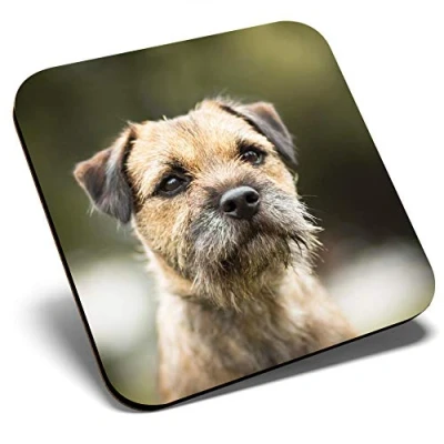 Image of Great Single Coaster Square Brown Border Terrier Dog Puppy Glossy Quality Coasters Tabletop Protection for Any Table Type #15940