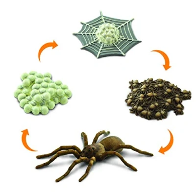 Image of Safari Life Cycle of A Spider Animals, Multicoloured (S100406)