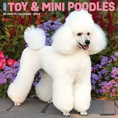Image of Just Toy &amp; Miniature Poodles 2023 Wall Calendar