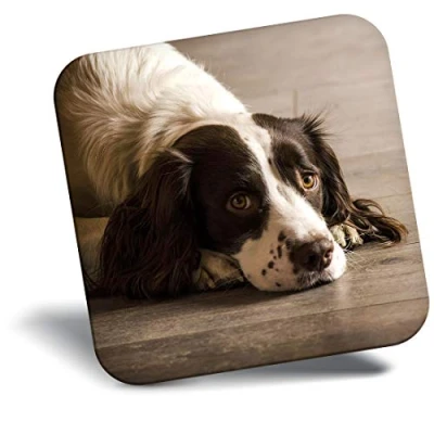 Image of Destination Vinyl ltd Fridge Magnet Springer Spaniel Dog Puppy Animals 8725