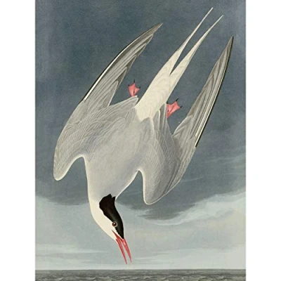 Image of Artery8 Audubon Birds America Arctic Tern Large Wall Art Poster Print Thick Paper 18X24 Inch