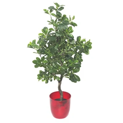 Image of Leaf Artificial Ficus Aralia Green, 102 cm