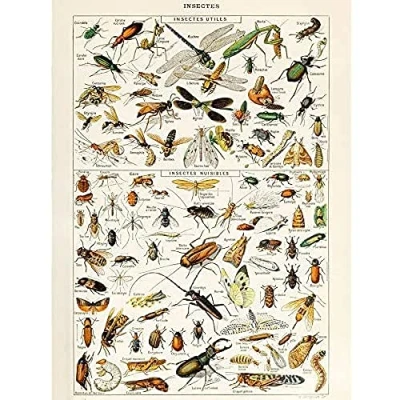 Image of Artery8 Millot Encyclopedia Page Insects Dragonfly Unframed Wall Art Print Poster Home Decor Premium