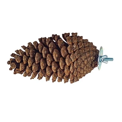 Image of Pine Cone Perch and Party Fun Foraging Parrot