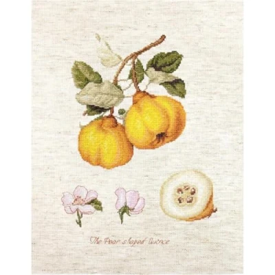 Image of BA22430 The Pear Shaped Quince Crossstitch Kit Luca S