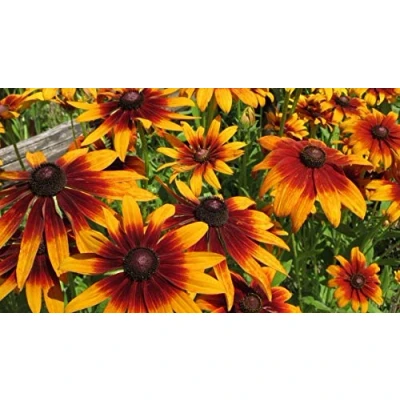 Image of SEEDSRUDBEKIA 2 VARIETA&#039; Bicolor Black Eyed Susan