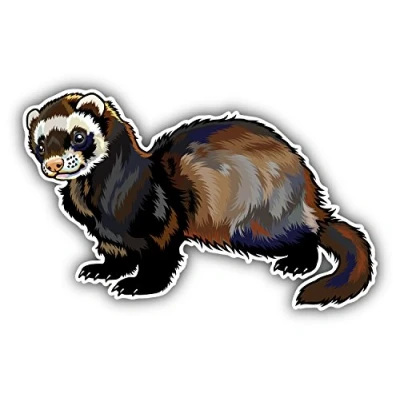 Image of postwalldecor Ferret Car Bumper Sticker Decal 12 x 8 cm