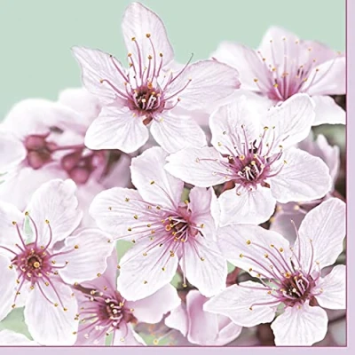 Image of DAISY 3 Ply Spring Flowers Tissue Paper Napkins Serviettes for Decoupage Lunch 33cm x Pack of 20 (Cherry Blossom)