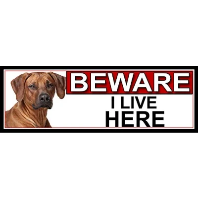 Image of SHAWPRINT Rhodesian Ridgeback BEWARE I LIVE HERE METAL GATE SIGN 266mm x 87m. (469H2)