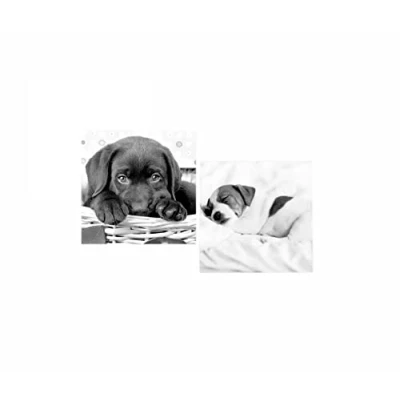 Image of Vsorce4u 8pcs x 135mm Square Assorted Cute Puppy Designs Notecards With Envelopes Blank Inside Note Cards Massage Dog Pet Greeting