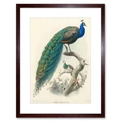 Image of Wee Blue Coo Animal Peacock Bird Scientific Pavo Cristatus Picture Framed Wall Art Print