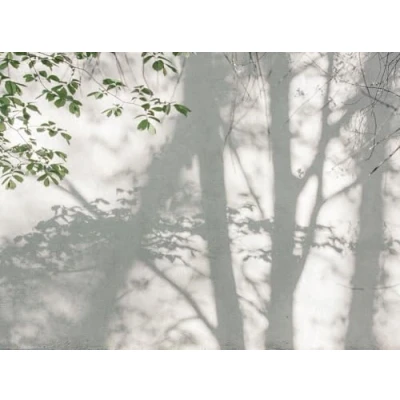 Image of Stories of Life Mural Shaded Woodland 399251