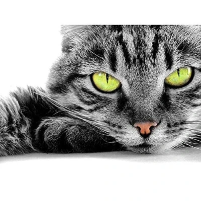 Image of Wee Blue Coo Sleepy Grey Green Eyed Cat Close Up Macro Art Print Poster Wall Decor 12X16 Inch