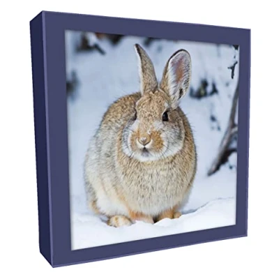 Image of Box of 8 Photographic Rabbit &amp; Deer Christmas Cards In 2 Designs Boxed XCPS001