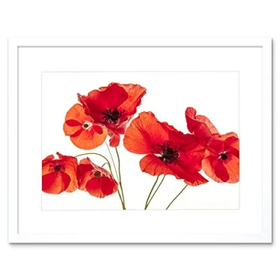 Image of Wee Blue Coo Photo Nature Flower Poppy Heads Red Petals Framed Wall Art Print