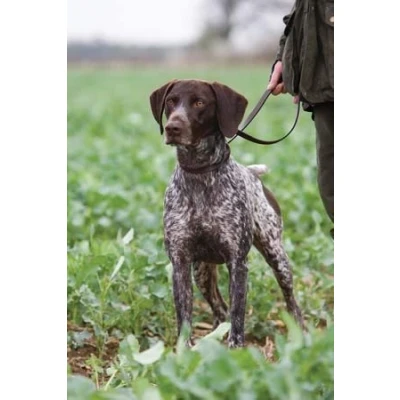 Image of Charles Sainsbury Plaice German short haired Pointer greeting card