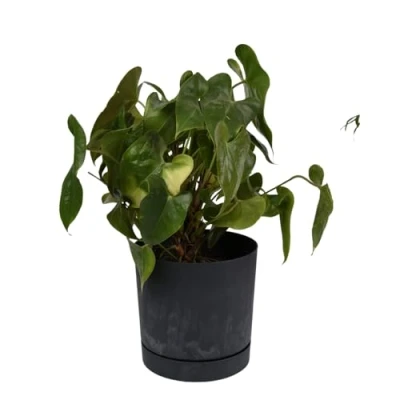 Image of B2C Plant Pots Indoor Outdoor Plastic Marble Concrete Flowerpot Small Medium Large Tubo 5 Colours (35 cm, Anthracite)