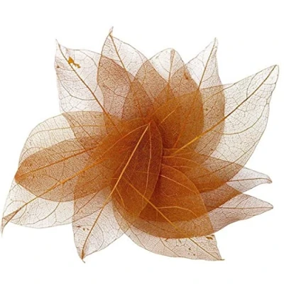 Image of Danlai 36pcs Natural Skeleton Leaf Dry Leaves Scrapbooking Diy Material Scrapbook Craft Card Wedding Large