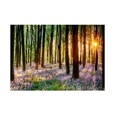 Image of Wee Blue Coo Bluebell Wood Sunrise Trees Photo Wall Art Print