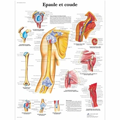 Image of 3B Scientific anatomical board, 1