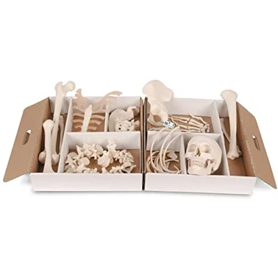 Image of 3B Scientific A04 Human Anatomy Disarticulated Half Skeleton Model, wire mounted hand and foot + free App Smart