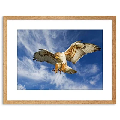Image of Wee Blue Coo PHOTO NATURE BIRD PREY EAGLE HUNTING ATTACK FRAMED PRINT F97X3252