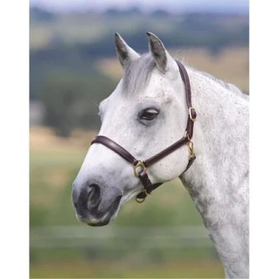 Image of Shires Ragley Lined Leather Headcollar: Havana: Cob
