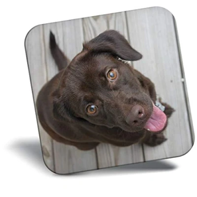 Image of Destination Vinyl ltd Fridge Magnet Chocolate Labrador Dog Puppy 14281