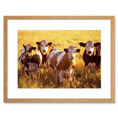 Image of Wee Blue Coo Nature Agriculture Farm Animal Cow Cattle Field Framed Wall Art Print