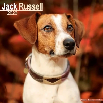 Image of Jack Russell Calendar 2026