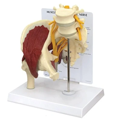 Image of 3B Scientific Muscled Hip with Sciatic Nerve