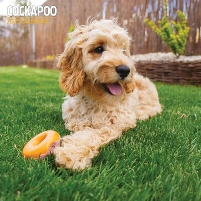 Image of Cockapoo 2025 Traditional Calendar