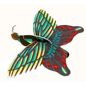 Image of Butterfly Glider