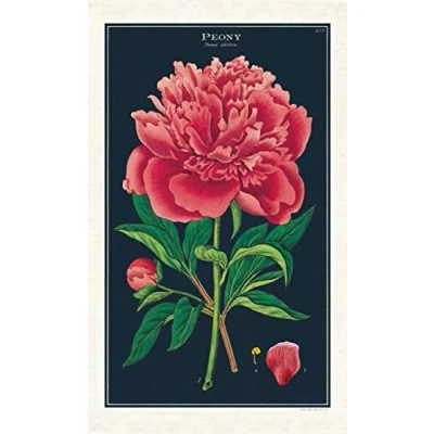 Image of Cavallini Papers &amp; Co Botanica Peony Tea Towel, Multi