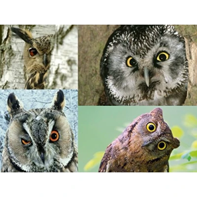 Image of Edition Colibri Postcard Set Birds Owls (UHU, WALDOHREULE, OWL (4 Postcards) Ideal for Collectors and Postcrossing